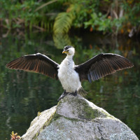 Little Pied Cormorant